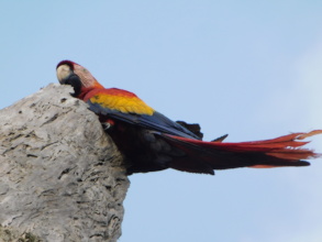 Wild scarlet macaw in Honduras