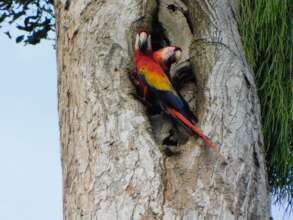 Scarlet macaw pair at their nest