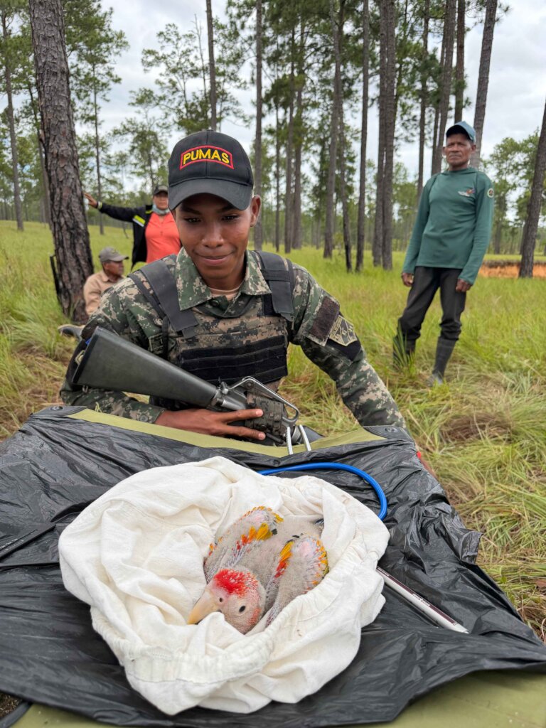Solider with macaw chick in Honduras