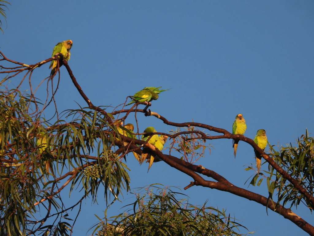Peached-fronted parakeets in Paraguay