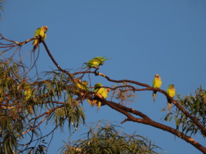 Peached-fronted parakeets in Paraguay
