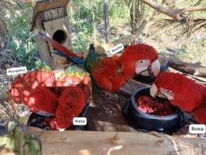 Red-and-green macaws at Paraguayan Rescue Center