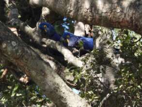 Two wild hyacinth macaws in Paraguay