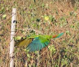 Yellow-collared macaw in Paraguay