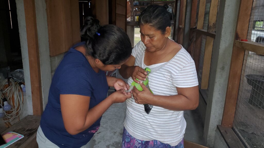 Saving Parrots and Aiding People in the Americas