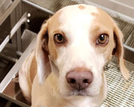 Abe - Upcoming Exodus Rescue