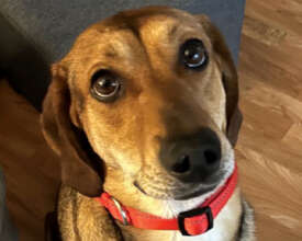 Evergreen (Evie) - Release The Hounds Rescue