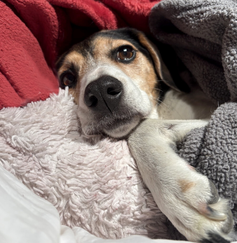 One Beagle at a Time