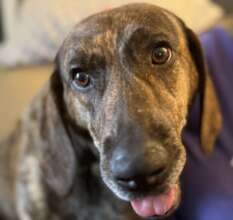 Juniper - Release The Hounds Rescue