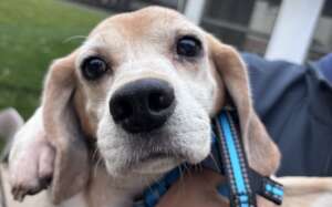 Lizzie - Ready for Love