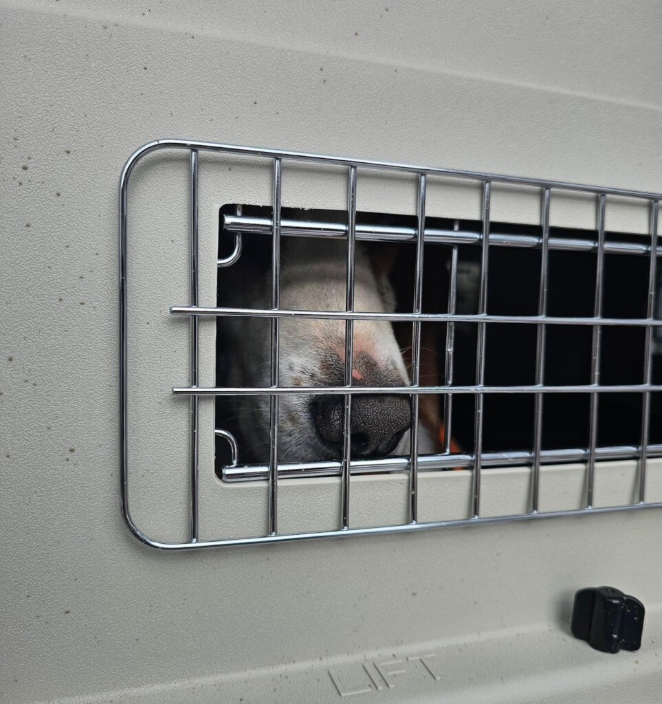 LAB LOVE LIBERTY Give Former Research Dogs a Home