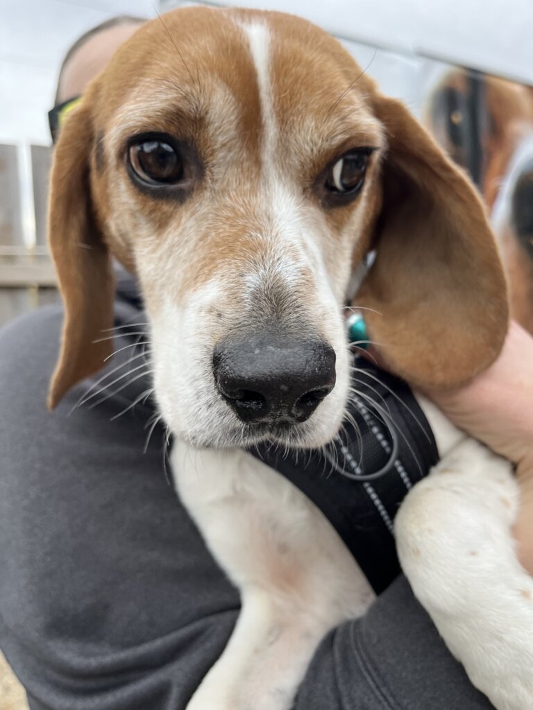 LAB LOVE LIBERTY Give Former Research Dogs a Home