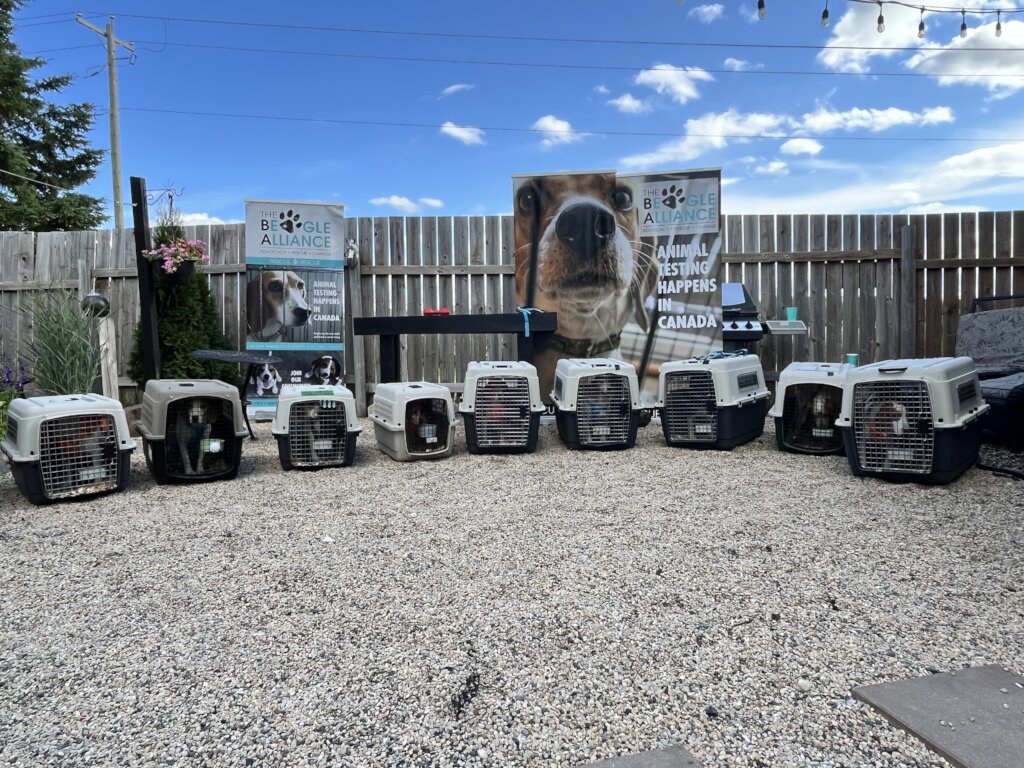 LAB LOVE LIBERTY Give Former Research Dogs a Home