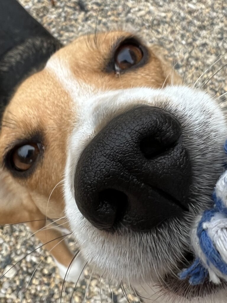 LAB LOVE LIBERTY Give Former Research Dogs a Home