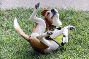 LAB LOVE LIBERTY Give Former Research Dogs a Home