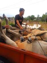 Farmer rescues cows from rising flood waters