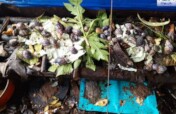 Empower 100 Maidens with Sustainable Snail Farming