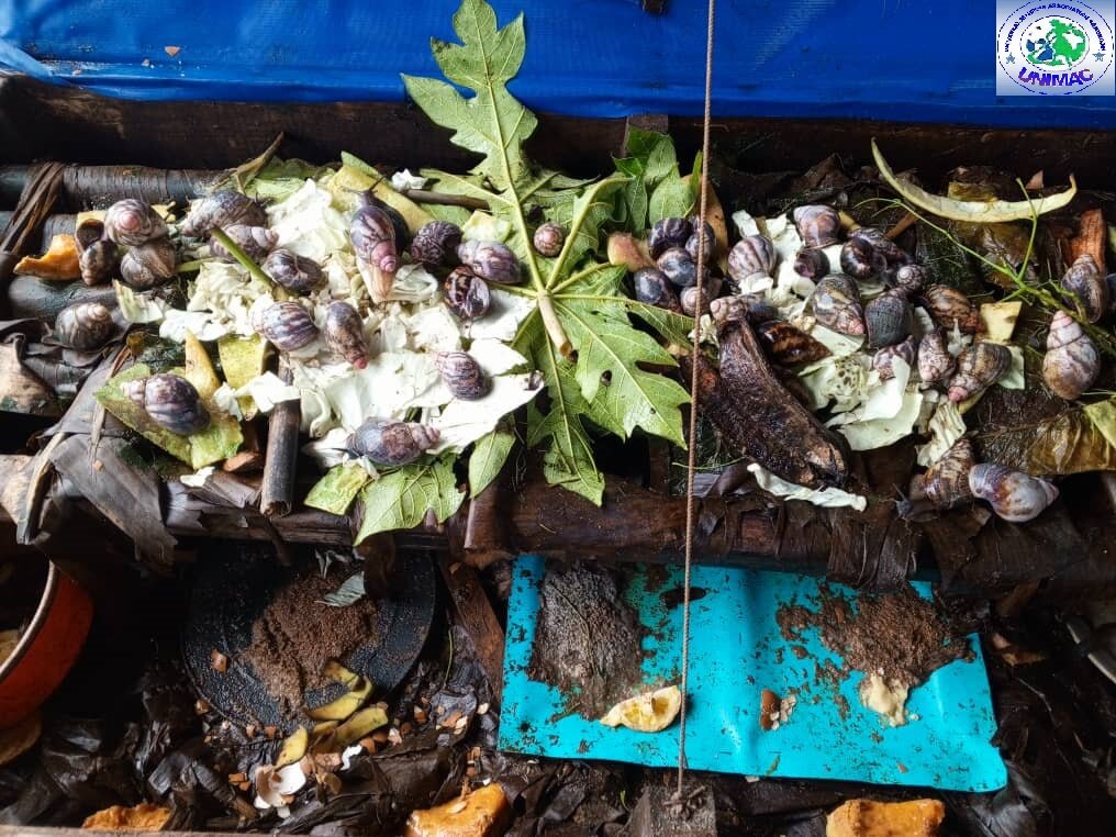 Empower 100 Maidens with Sustainable Snail Farming