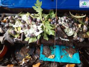 Empower 100 Maidens with Sustainable Snail Farming
