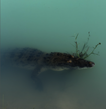 Aemon enjoying his new enclosure