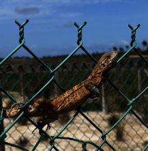 A lizard also enjoying the new fence enclosure
