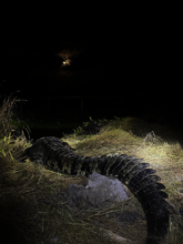 Tata in his new home