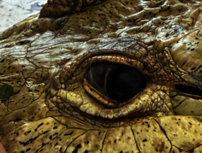 Croc eye close-up