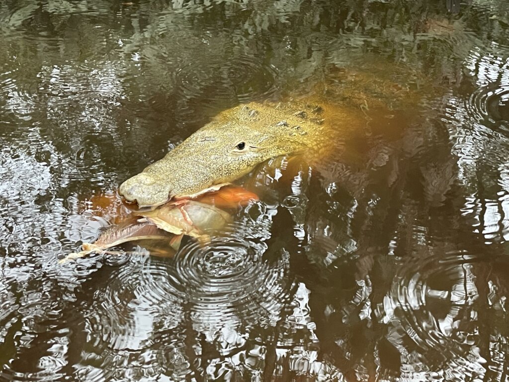 Revive cultural connection to nature in Belize