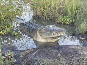 Gilly, CRC Croc Ambassador