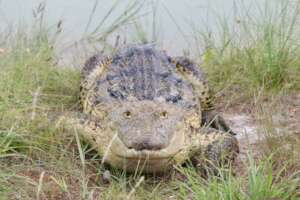 Savannah, CRC croc ambassador