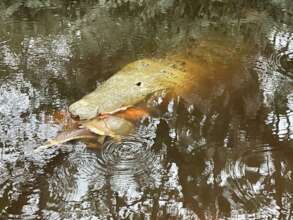 Aemon, CRC croc ambassador