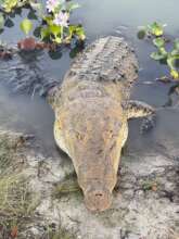 Hamanasi, CRC croc ambassador