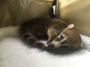 Rescued coati