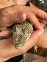 Fund Placencia Nature Center, Unite communities