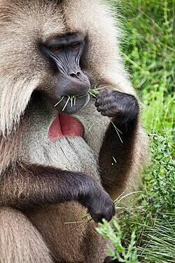 Gelada, an endemic Old World monkey