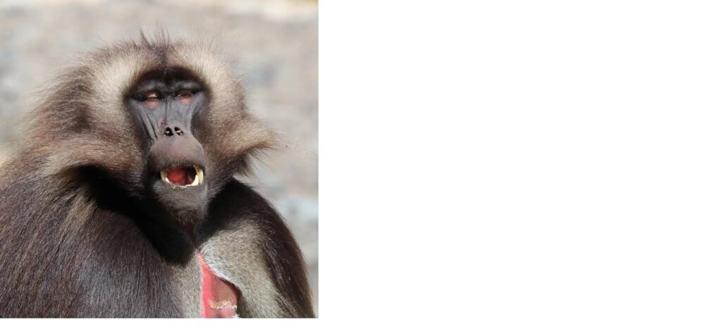 Protecting Ethiopia Gelada  species of Old  Monkey