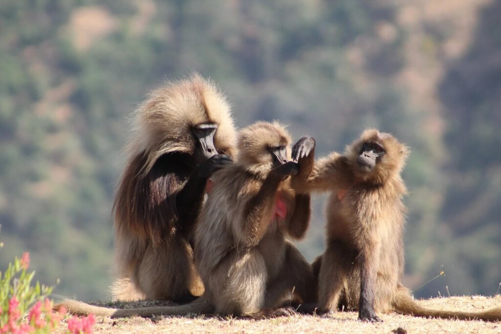 Protecting Ethiopia Gelada  species of Old  Monkey