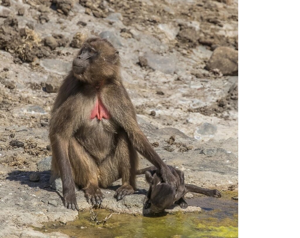 Protecting Ethiopia Gelada  species of Old  Monkey