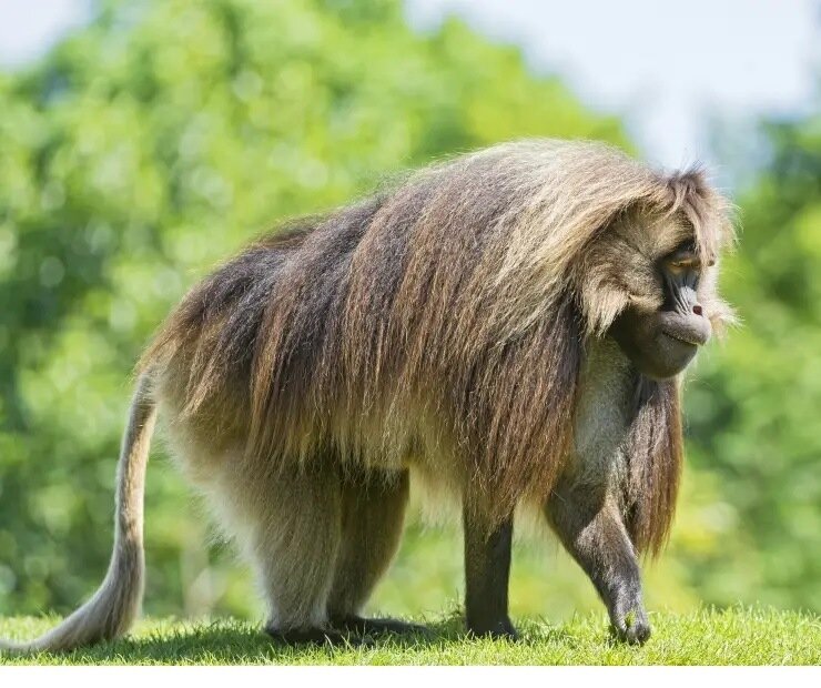Protecting Ethiopia Gelada  species of Old  Monkey
