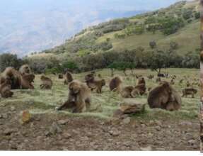 Gelada  a species of Old World monkey native to ET