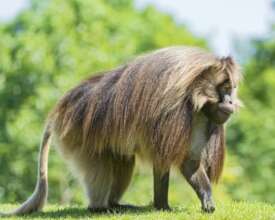 Ethiopia Gelada  a species of Old World monkey nat