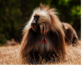GELADA BABOON, BLEEDING-HEART MONKEY