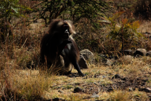 The gelada (Theropithecus gelada) is a species of