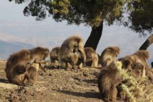 The gelada (Theropithecus gelada) is a species of