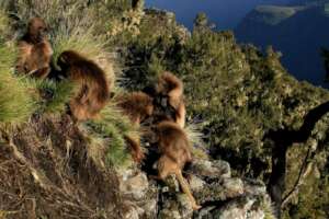 The gelada (Theropithecus gelada) is a species of