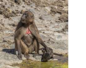 The gelada (Theropithecus gelada) is a species of