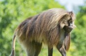 Protecting Ethiopia Gelada  species of Old  Monkey