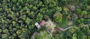 Aerial view of the Forest canopy