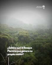 Learninga about Fog in Pterocarpus Forests