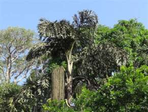 FishTail Palm - An Invasive Species